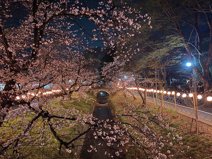 桜祭りの写真 5